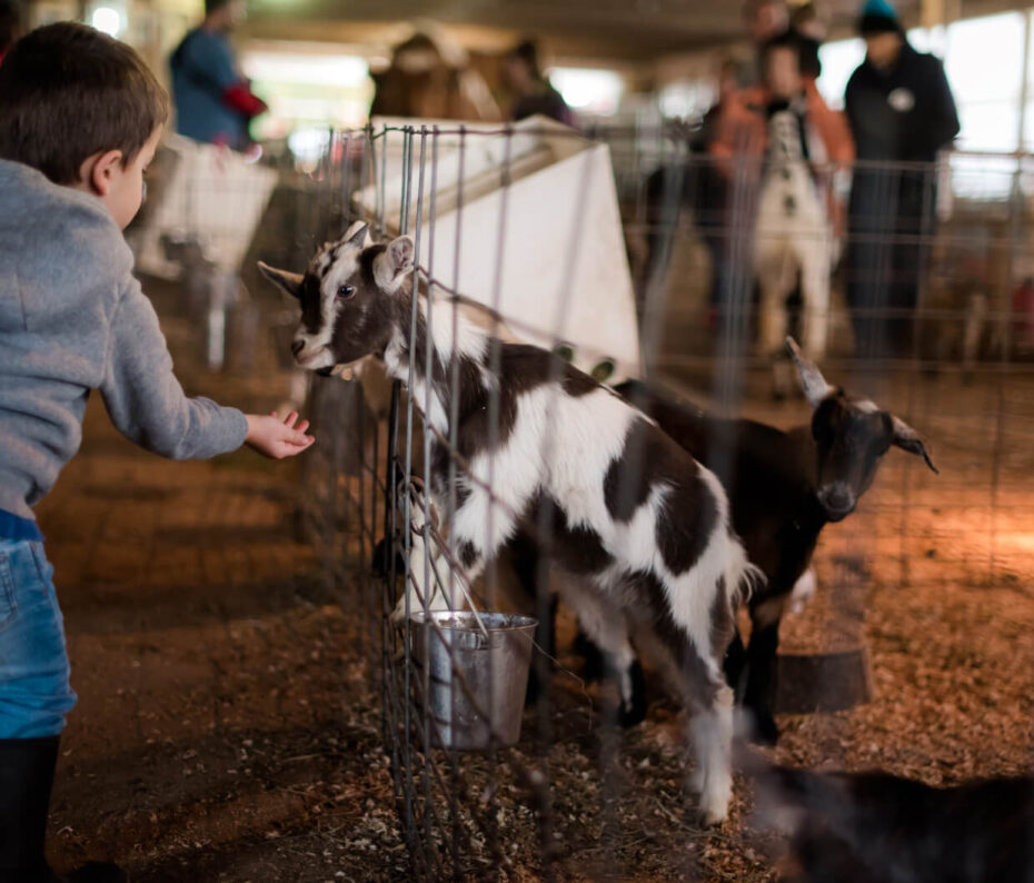 Amish Country Goat